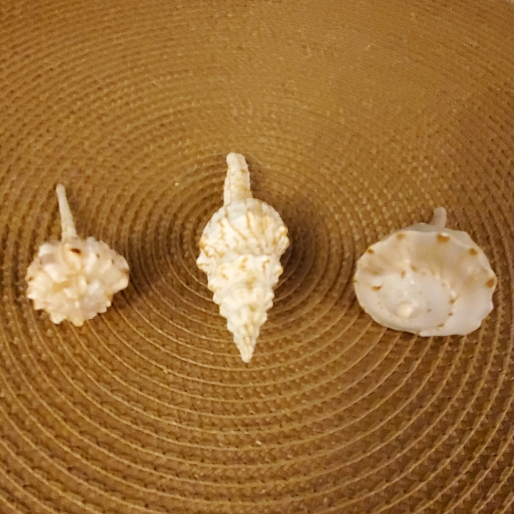 Seashell bundle
